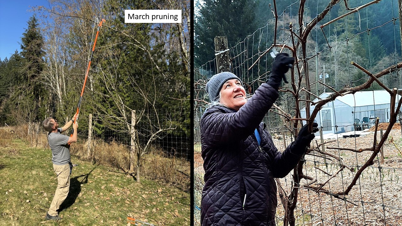 Pruning